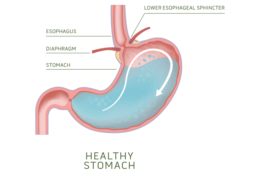 Illustration of a healthy stomach